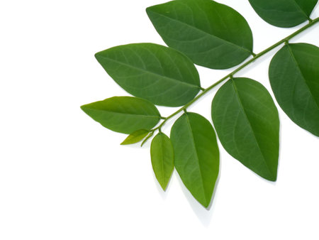 Close up leaves of Star gooseberry plant on white background. (Scientific name Combretum indicum)の写真素材