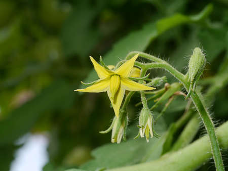 Close up tomato flower with blur background.の写真素材