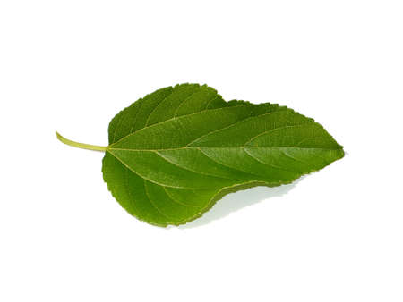 Close up mulberry leaf on white background.の写真素材