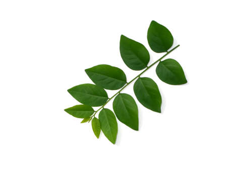 Close up leaves of Star gooseberry plant on white background. (Scientific name Combretum indicum)の写真素材