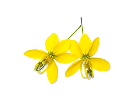 Close up flower of Pudding Pine, Indian Laburnum, Golden Shower on white background. (Scientific name Cassia fistula)の写真素材