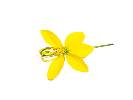Close up flower of Pudding Pine, Indian Laburnum, Golden Shower on white background. (Scientific name Cassia fistula)の写真素材