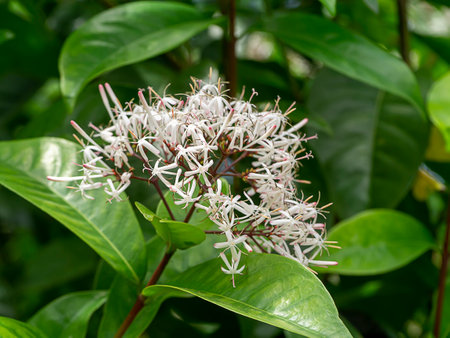 Close up Siamese white ixora flower with blur background. (Scientific name Ixora finlaysonia Wall.)の写真素材