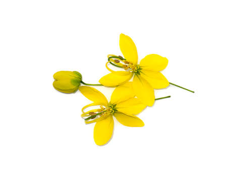 Close up flower of Pudding Pine, Indian Laburnum, Golden Shower on white background. (Scientific name Cassia fistula)の写真素材