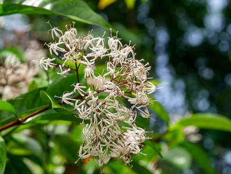 Close up Siamese white ixora flower with blur background. (Scientific name Ixora finlaysonia Wall.)の写真素材