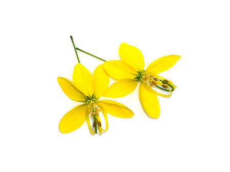 Close up flower of Pudding Pine, Indian Laburnum, Golden Shower on white background. (Scientific name Cassia fistula)の写真素材