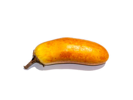 Close up yellow Eggplant for use in plant propagation on white background with shadow. (Scientific name Solanum melongena)の写真素材