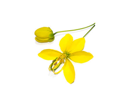 Close up flower of Pudding Pine, Indian Laburnum, Golden Shower on white background. (Scientific name Cassia fistula)の写真素材