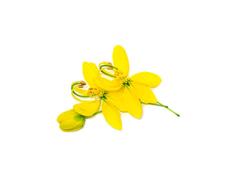 Close up flower of Pudding Pine, Indian Laburnum, Golden Shower on white background. (Scientific name Cassia fistula)の写真素材
