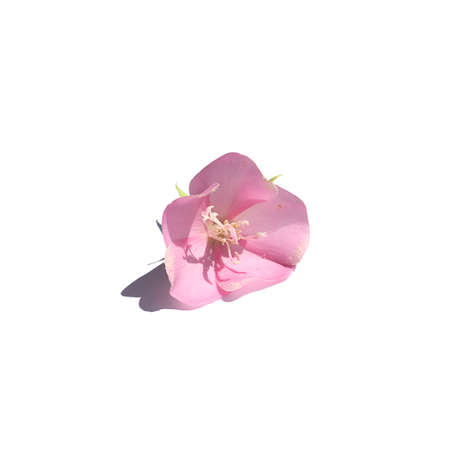 Close up Pink Ball Dombeya flower on white background. (Scientific name Dombeya elegans Cordem)の写真素材