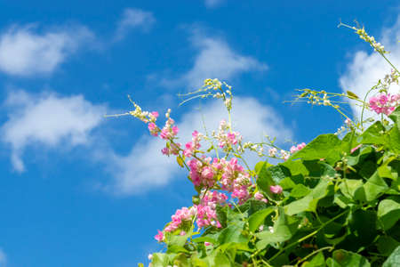 Close up maxican creeper flower on sky background. (Scientific name Antigonon leptopus)の写真素材