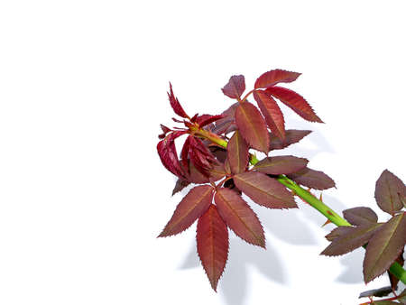 Close up red leaf of rose tree on white background with shadow. (Scientific name Rosa damascena)の写真素材