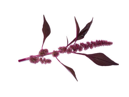 Close up red Joseph's coat, Chinese spinach, Tampala flower on white background. (Scientific name Amaranthus tricolor)の写真素材