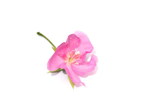 Close up Pink Ball Dombeya flower on white background. (Scientific name Dombeya elegans Cordem)の写真素材