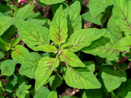 Top view of Joseph's coat, Chinese spinach, Tampala leaves. (Scientific name Amaranthus tricolor)の写真素材