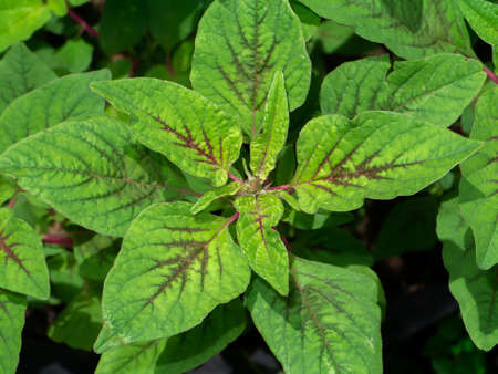 Close up top view of Joseph's coat, Chinese spinach, Tampala leaves. (Scientific name Amaranthus tricolor)の写真素材