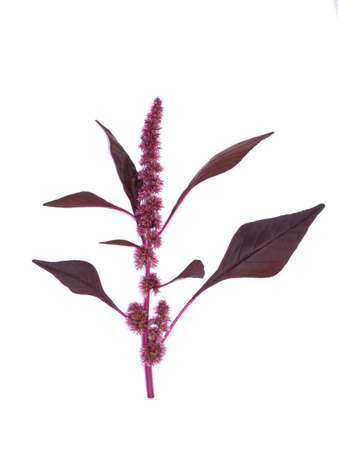 Close up red Joseph's coat, Chinese spinach, Tampala flower on white background. (Scientific name Amaranthus tricolor)の写真素材