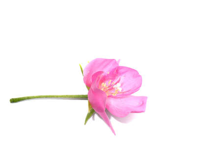 Close up Pink Ball Dombeya flower on white background. (Scientific name Dombeya elegans Cordem)の写真素材