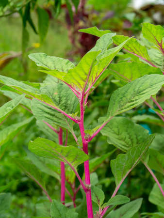 Close up Joseph's coat, Chinese spinach, Tampala leaves with blur background. (Scientific name Amaranthus tricolor)の写真素材