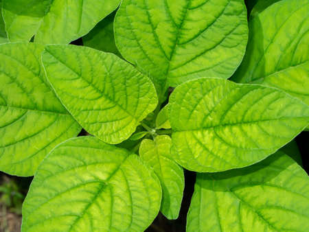 Close up top view of Joseph's coat, Chinese spinach, Tampala leaves. (Scientific name Amaranthus tricolor)の写真素材