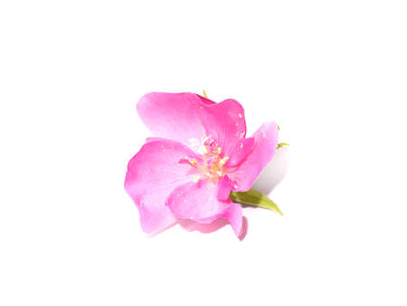 Close up Pink Ball Dombeya flower on white background. (Scientific name Dombeya elegans Cordem)の写真素材