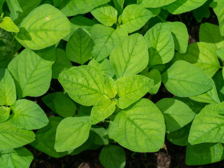 Top view of Joseph's coat, Chinese spinach, Tampala leaves. (Scientific name Amaranthus tricolor)の写真素材