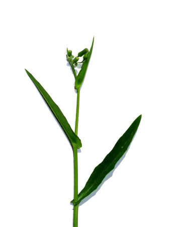 Close up Red grass, Giant reed, Great reed plant on white background. (Scientific name Emilia sonchifolia DC.)の写真素材