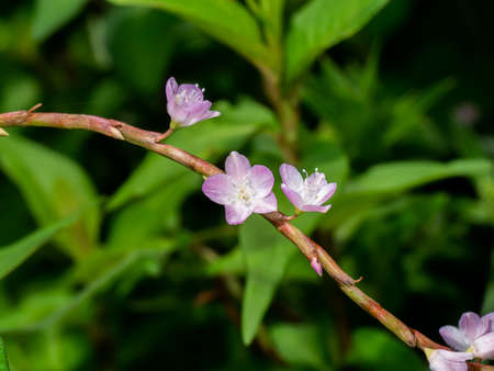 Close up flower of Vietnamese coriander plant. (Scientific name Polygonum odoratum Lour)
