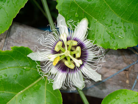 Close up Jamaica honey-suckle, Passion fruit, Yellow granadilla flower. (Scientific name Passiflora edulis)の写真素材