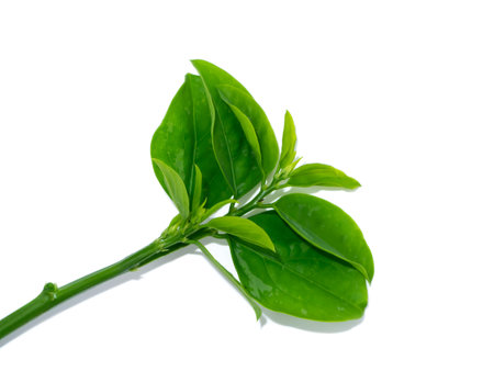 Close up Star gooseberry leaves on white background with soft shadow. (Scientific name Sauropus androgynus)の写真素材