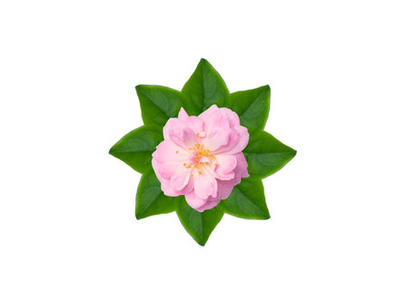 Close up Pink Rose flower on green leaves with white background. (Scientific name Rosa damascena)の写真素材