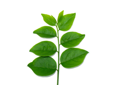 Close up Star gooseberry leaves on white background with soft shadow. (Scientific name Sauropus androgynus)の写真素材