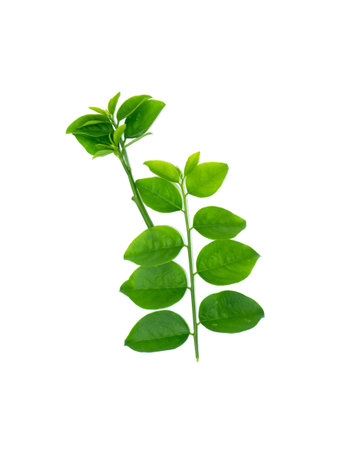Close up Star gooseberry leaves on white background with soft shadow. (Scientific name Sauropus androgynus)の写真素材