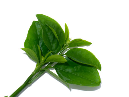 Close up Star gooseberry leaves on white background with soft shadow. (Scientific name Sauropus androgynus)の写真素材