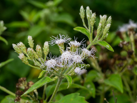 Close up white flower of Local herbs for hemostasis name Bitter bush, Christmas bush, Devil weed or Camfhur grass on blur background. (Scientific name Eupatorium odoratum)の写真素材