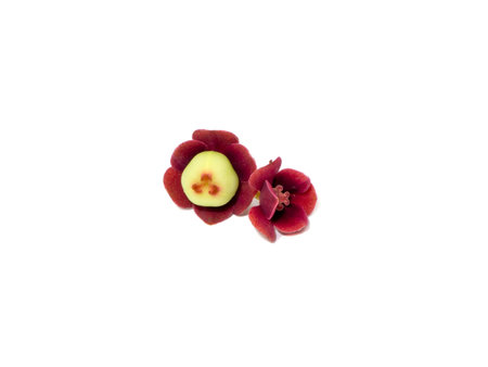 Close up flower of Star gooseberry on white background. (Scientific name Sauropus androgynus)の写真素材