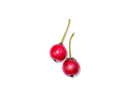 Close up fruit of Jam tree, Jamaican cherry, Malayan Cherry, West Indian Cherry on white background. (Scientific name Muntingia calabura)の写真素材