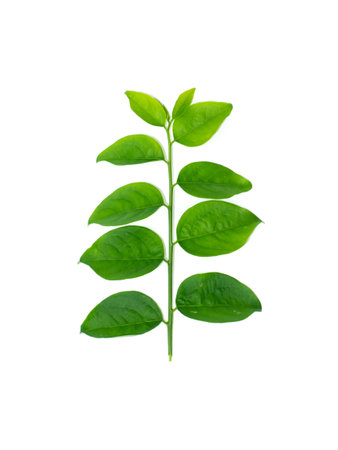 Close up Star gooseberry leaves on white background with soft shadow. (Scientific name Sauropus androgynus)の写真素材