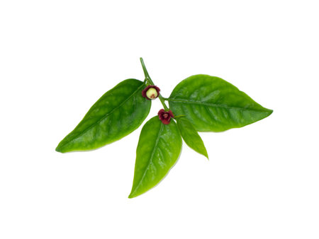 Close up Star gooseberry leaves with flower on white background. (Scientific name Sauropus androgynus)の写真素材