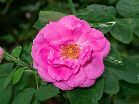 Close up Pink Rose flower with blur background. (Scientific name Rosa damascena)の写真素材