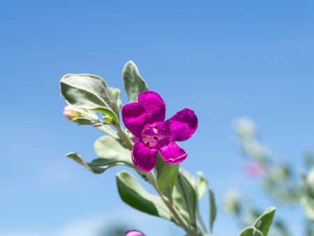 Close up Ash Plant, Barometer Brush, Purple Sage, Texas Ranger flower with leaves on blur background. (Scientific name Leucophyllum frutescens (Berl.) Johnson)の写真素材