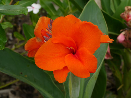 Close up orange Canna Lily , India Short Plant, India Shoot, Bulsarana flower. (Scientific name Cannaceae)の写真素材