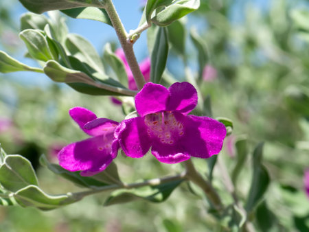 Close up Ash Plant, Barometer Brush, Purple Sage, Texas Ranger flower with leaves on blur background. (Scientific name Leucophyllum frutescens (Berl.) Johnson)の写真素材
