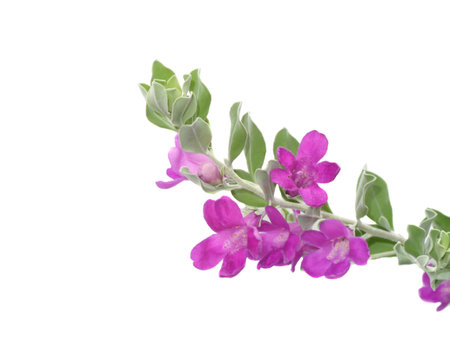 Close up Ash Plant, Barometer Brush, Purple Sage, Texas Ranger flower with leaves on white background. (Scientific name Leucophyllum frutescens (Berl.) Johnson)の写真素材