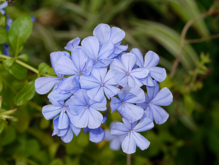 Blue flower of Cape leadwort in the garden. (Scientific name Plumbago auriculata)の写真素材