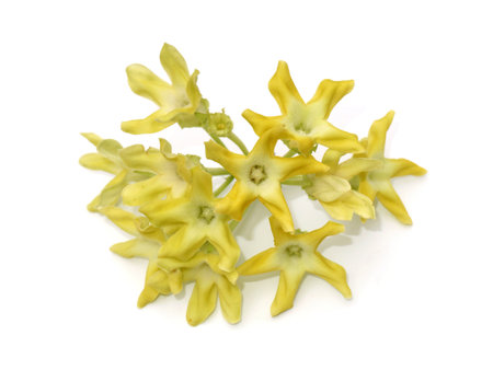 Close up the Cowslip creeper flower on white background. (Scientific name Telosma cordata)の写真素材