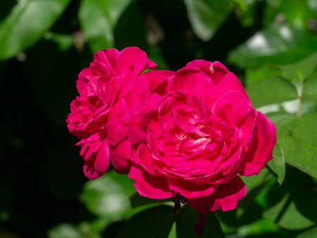 Close up Pink Rose flower with blur background. (Scientific name Rosa damascena)の写真素材