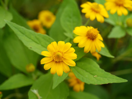 Close up Butter Daisy, Little Yellow Star flower on blur background. (Scientific name Melampodium divaricatum)の写真素材