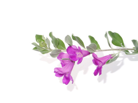 Close up Ash Plant, Barometer Brush, Purple Sage, Texas Ranger flower with leaves on white background. (Scientific name Leucophyllum frutescens (Berl.) Johnson)の写真素材