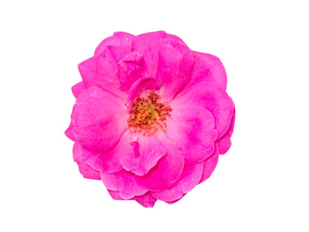 Close up Pink Rose flower on white background with clipping path. (Scientific name Rosa damascena)の写真素材